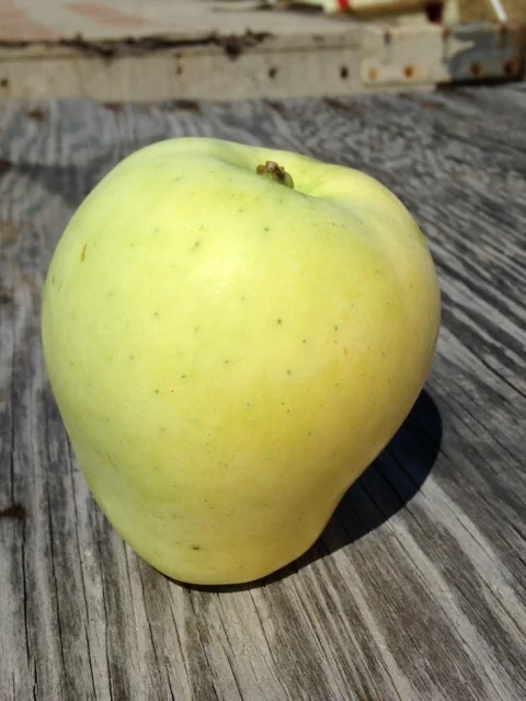 Our Apples — Queener Farm